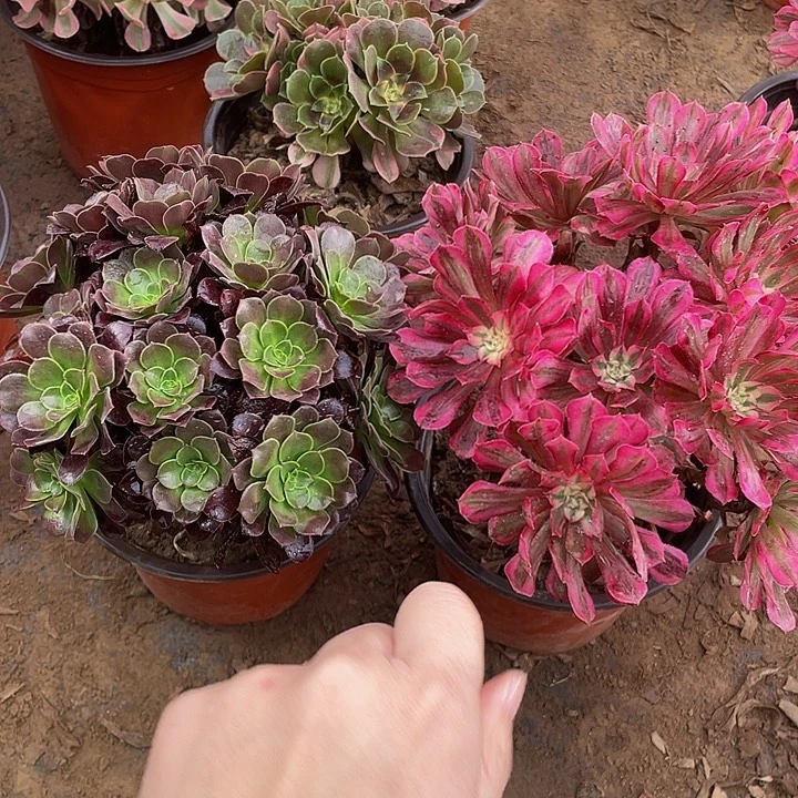红铜白➕花纳小绣球脱土裸根