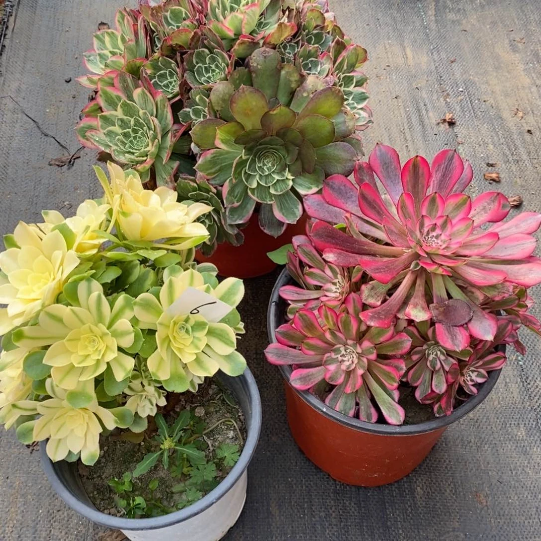 全部花朵多肉植物组合拼盘6