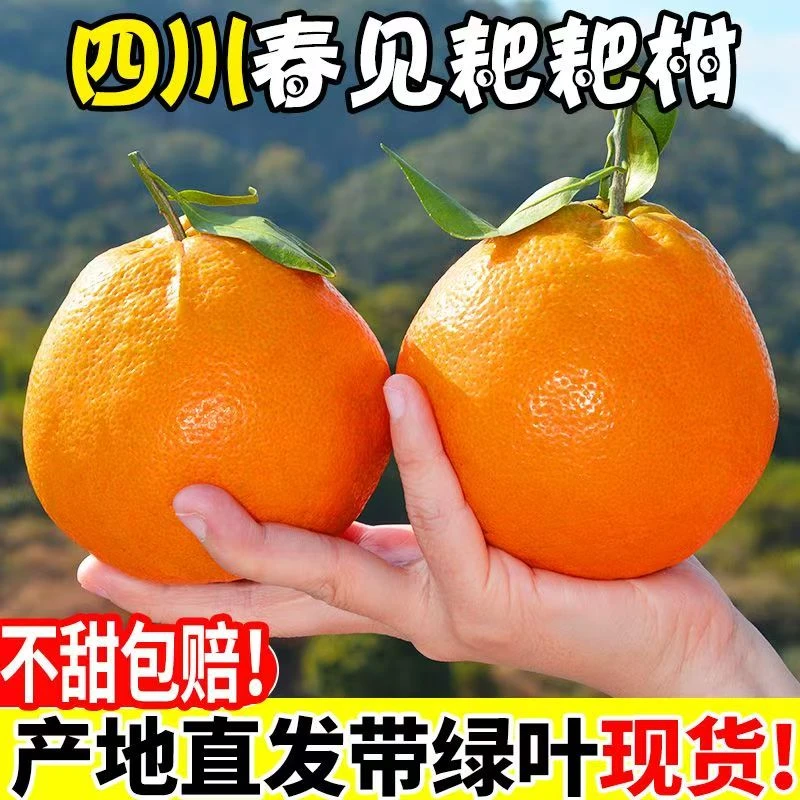 HT产地直发 四川眉山春见老树耙耙柑自然成熟应季水果百汇