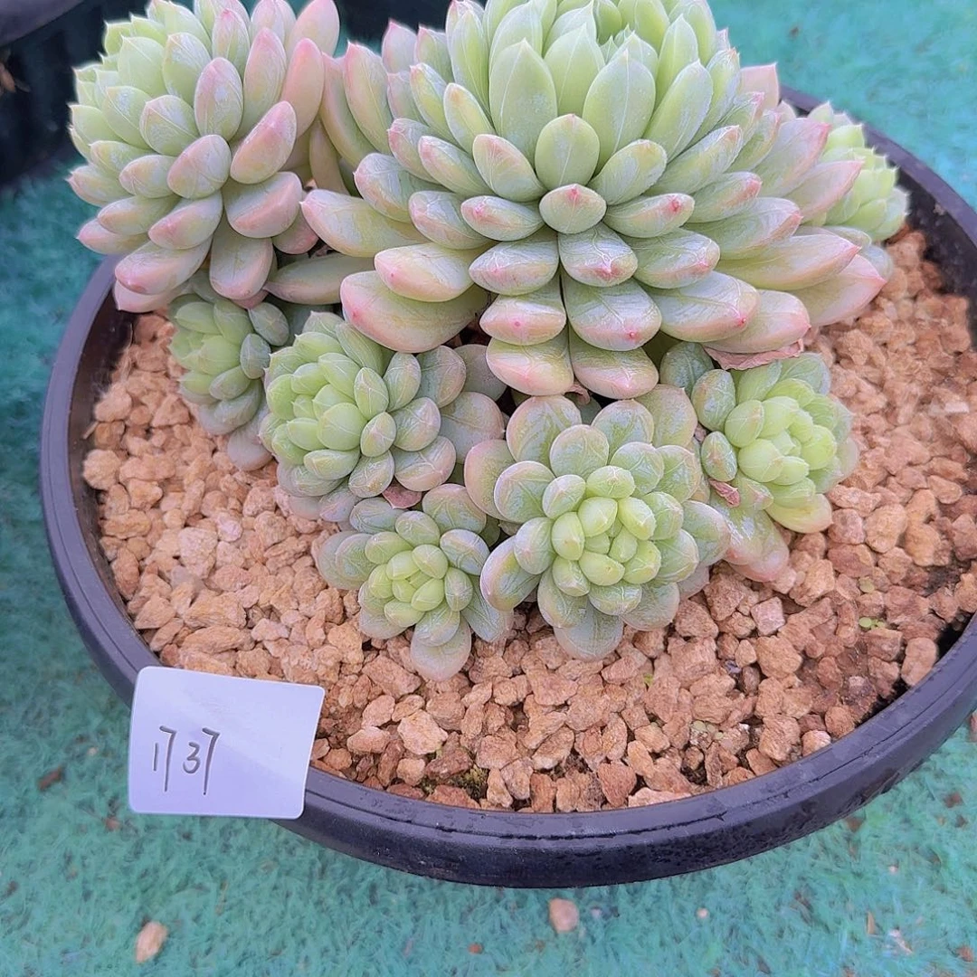 1737百搭翡翠多肉植物