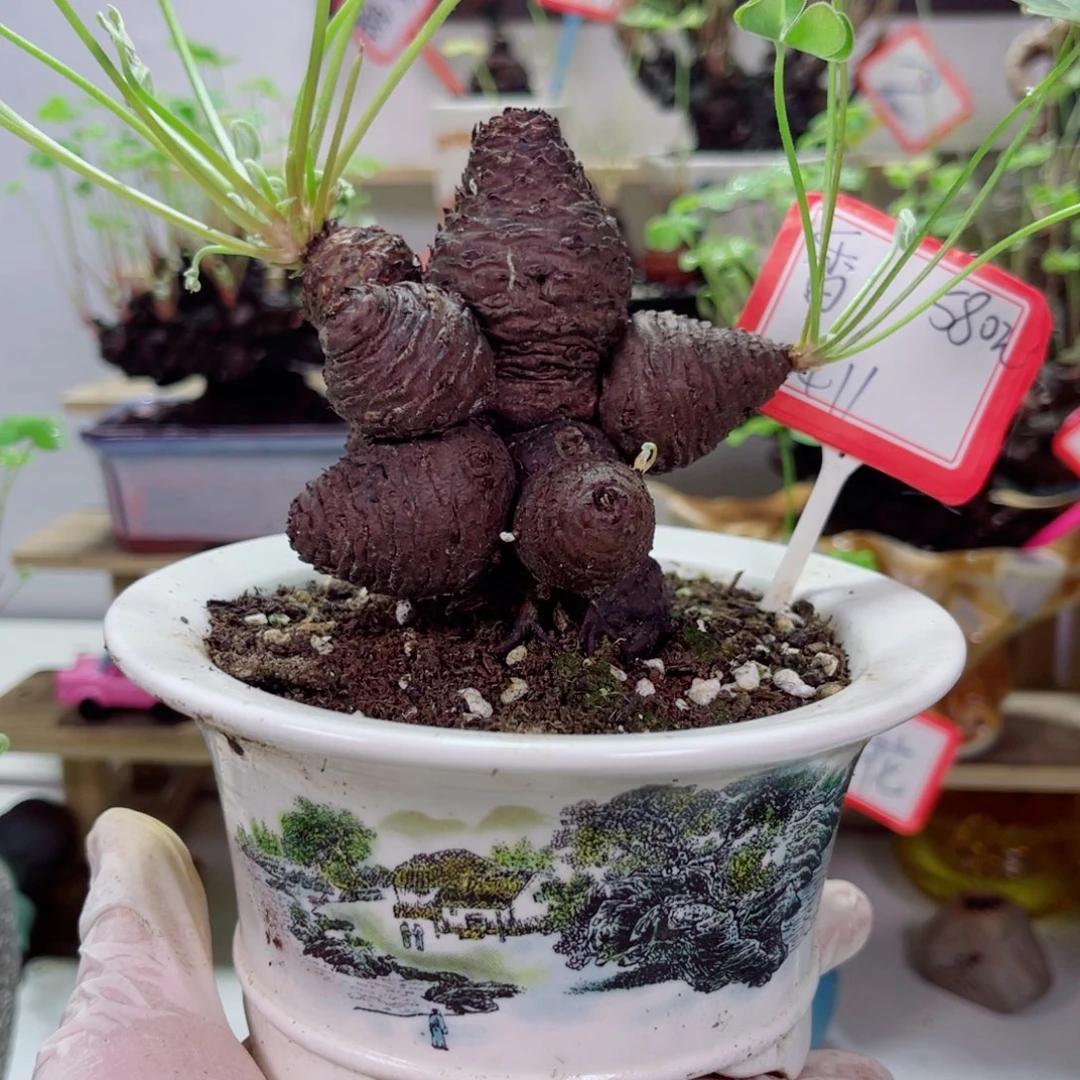 ⊹***⊹无花朵四季开花幸运草
