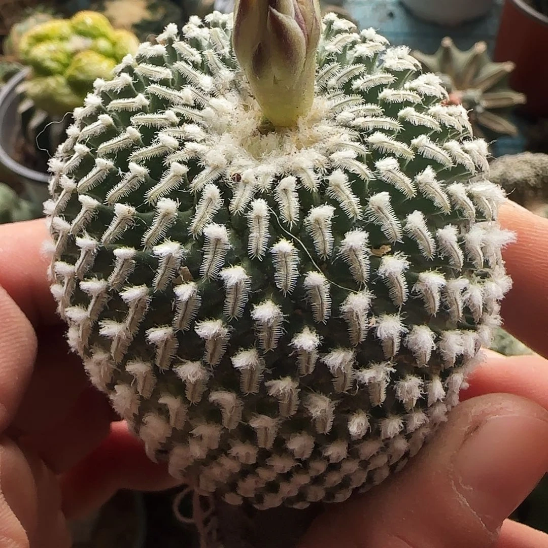 精巧殿959仙人球开花