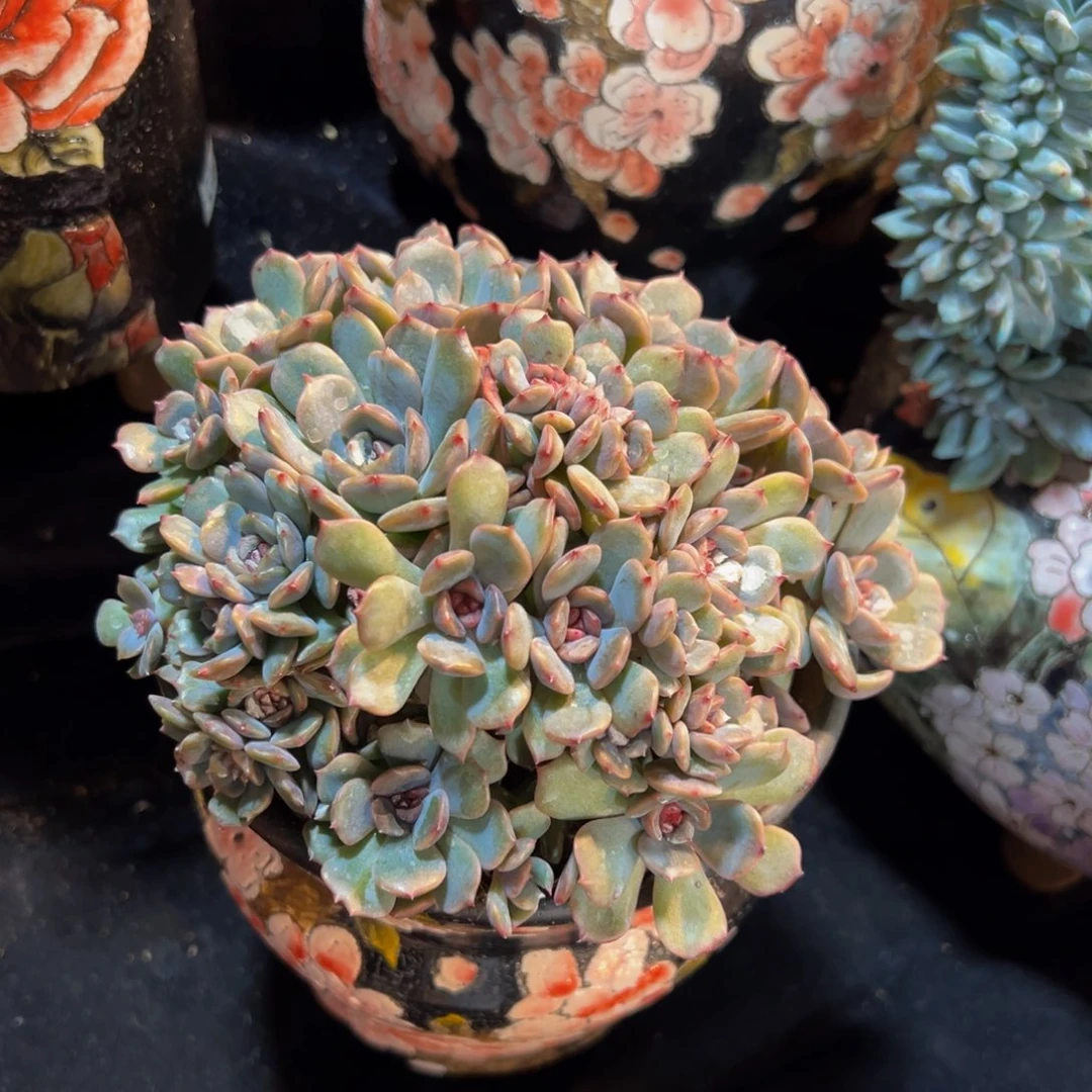 李*珊天天开心 天天开心