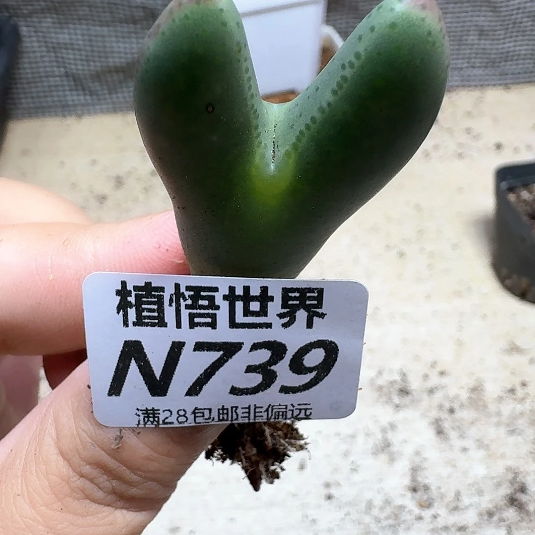 多肉植物的润泽fv