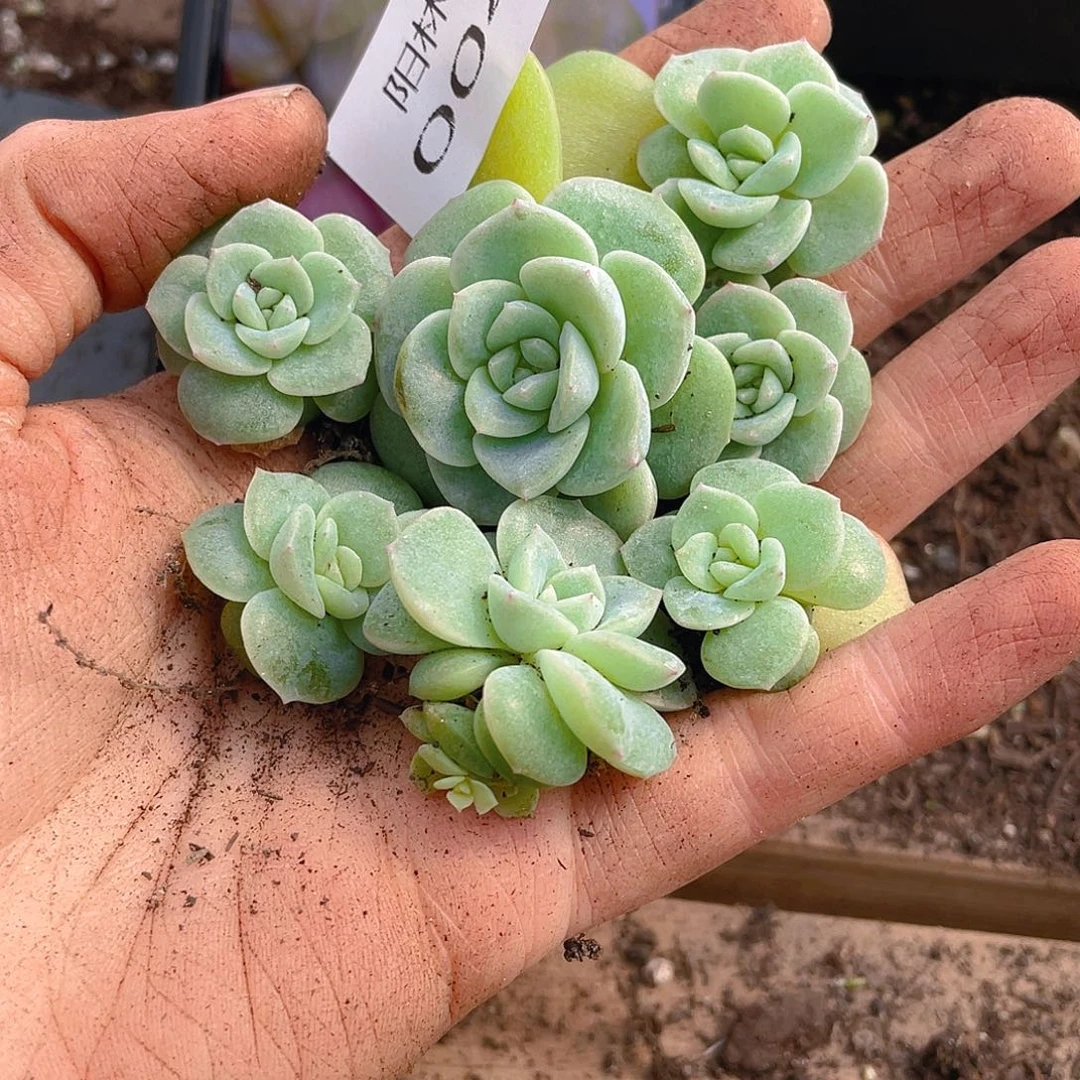 多肉植物多肉植物44
