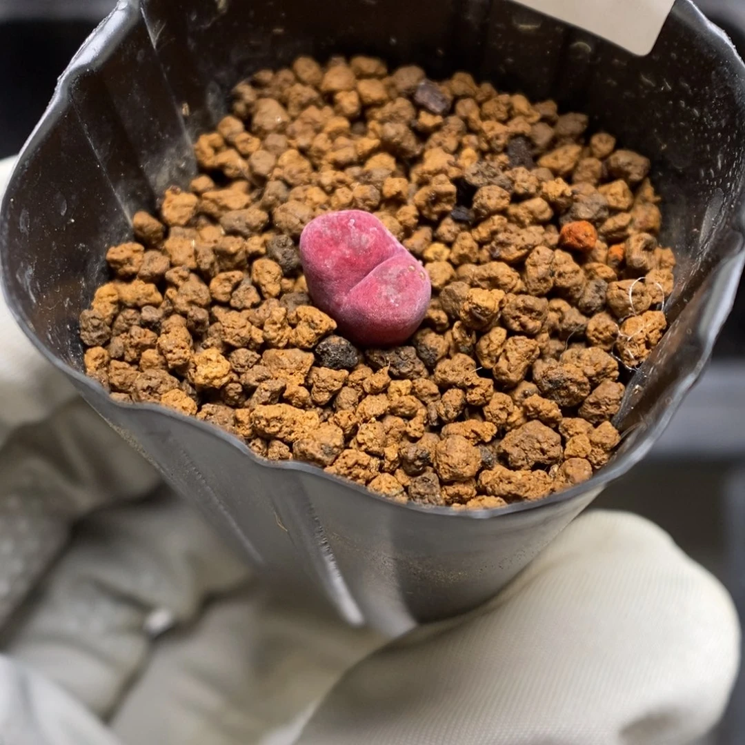 多肉植物肉锥杂交K-3641 福利