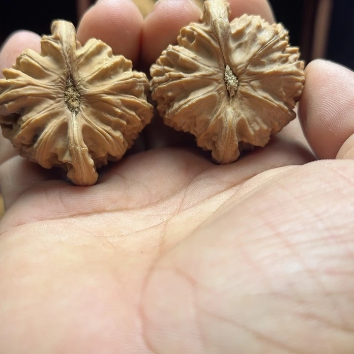 完全开放一**生白狮子