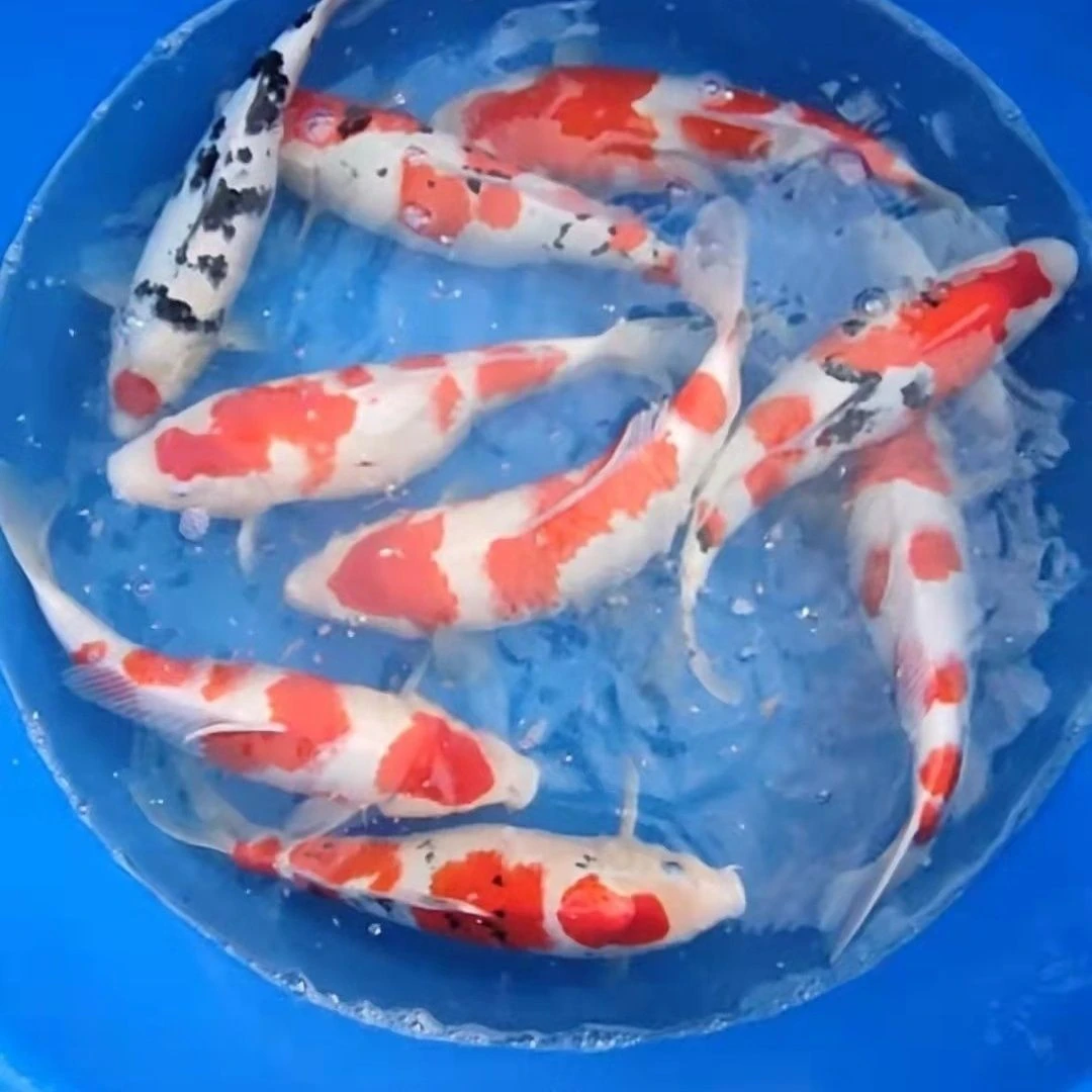红白三色大正孔雀龙系昭和绯写芥子茶鲤浅黄宠物冷水鱼好养耐活