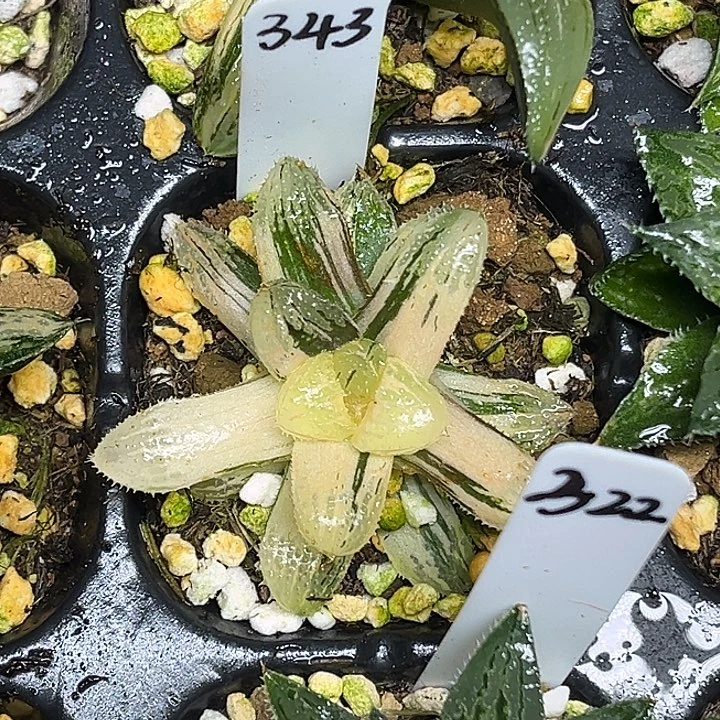 343魔刺玉露锦脱土发货