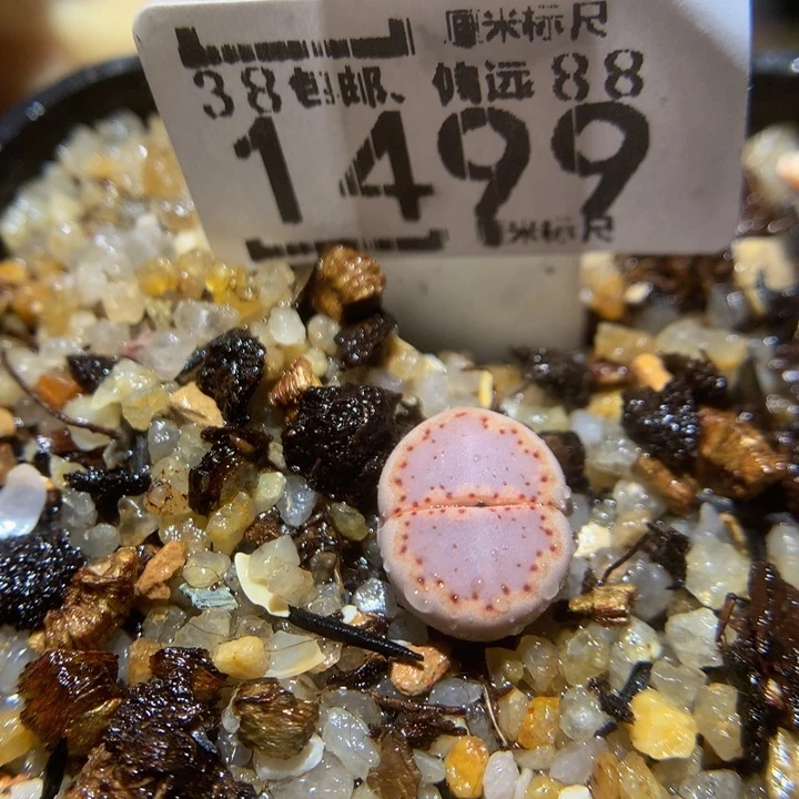 Sss精品生石花1499