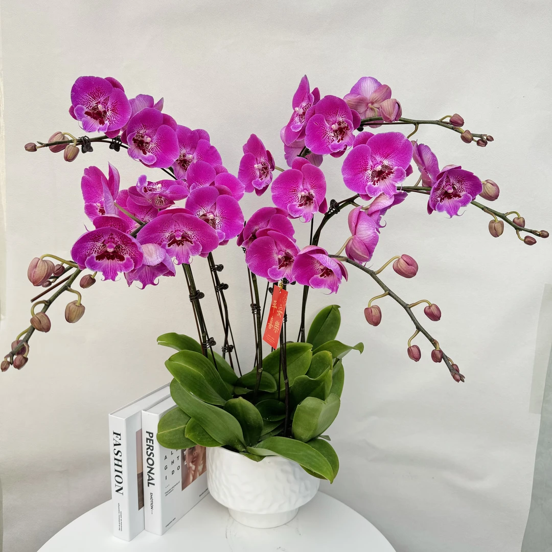 蝴蝶兰【琥珀】高档超大紫红花系带花带花苞