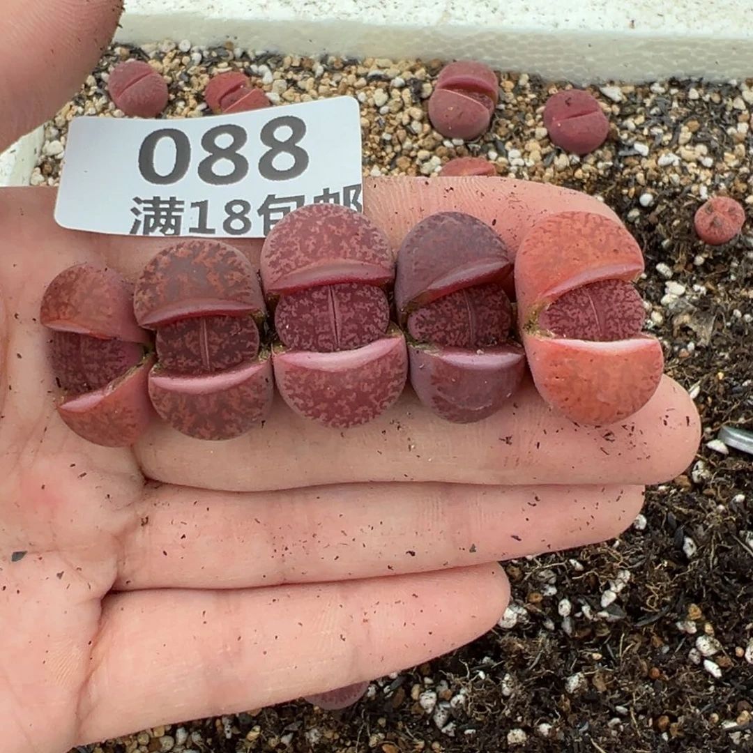 【闪购商品】088……