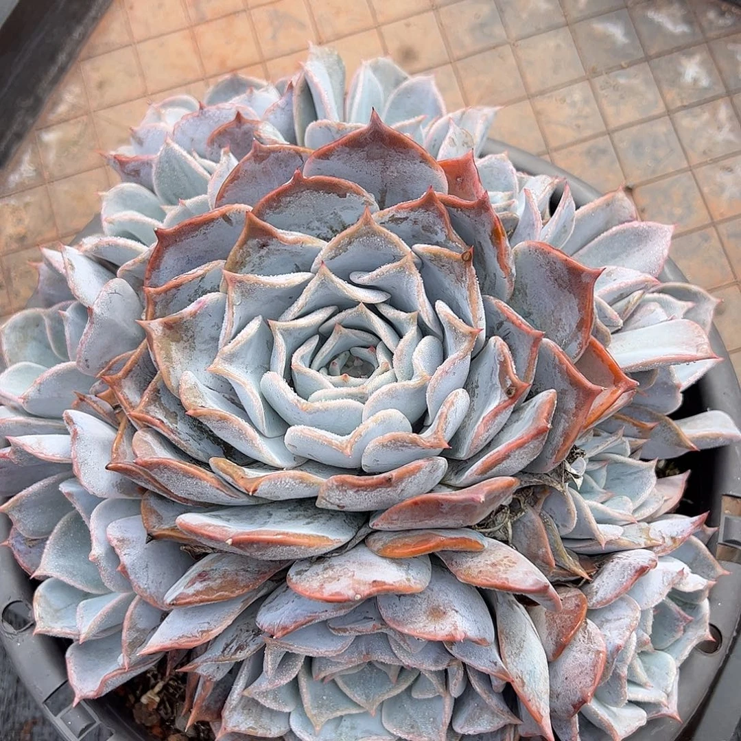 露西娜大手捧，一物一拍