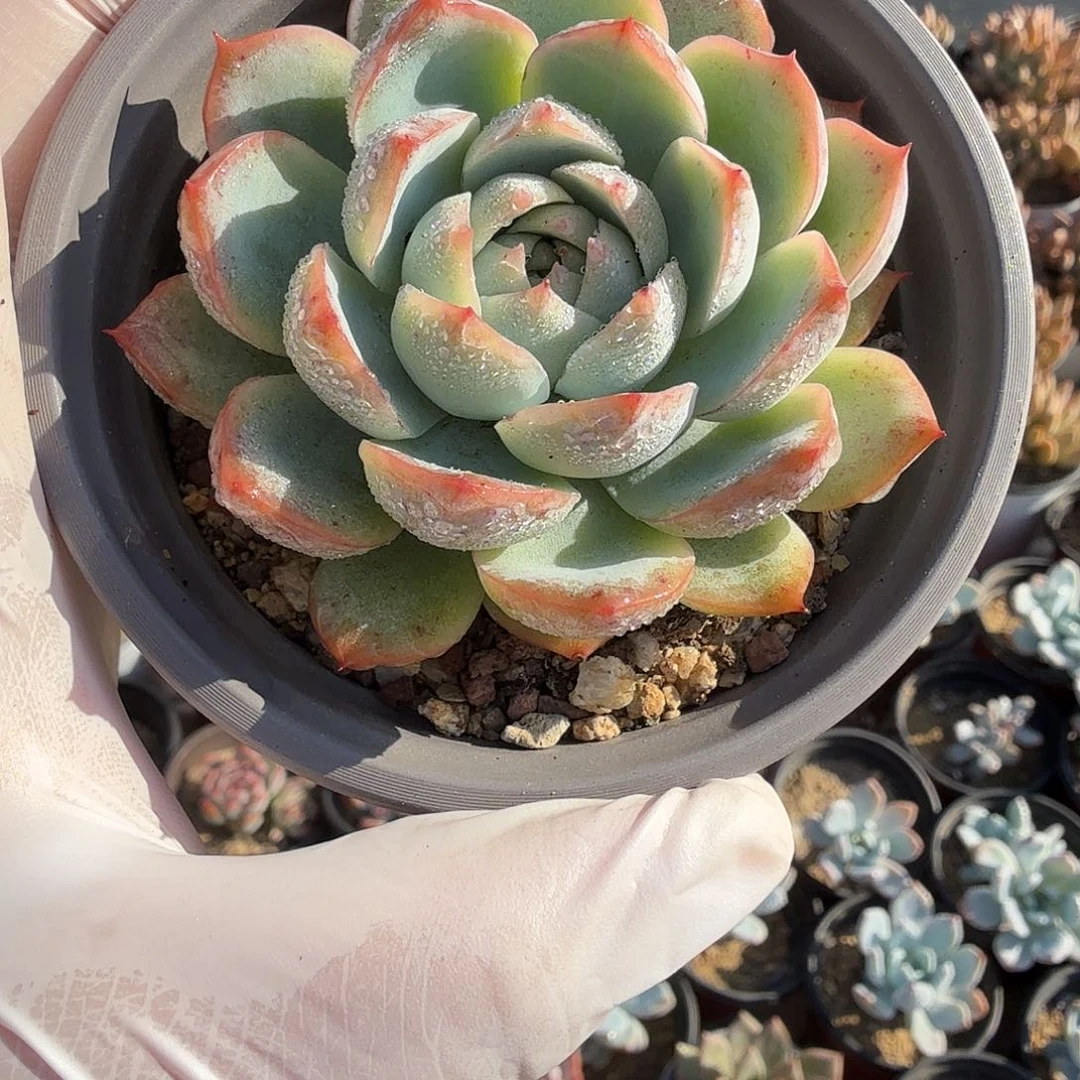 随机发七公分孤星满20包邮