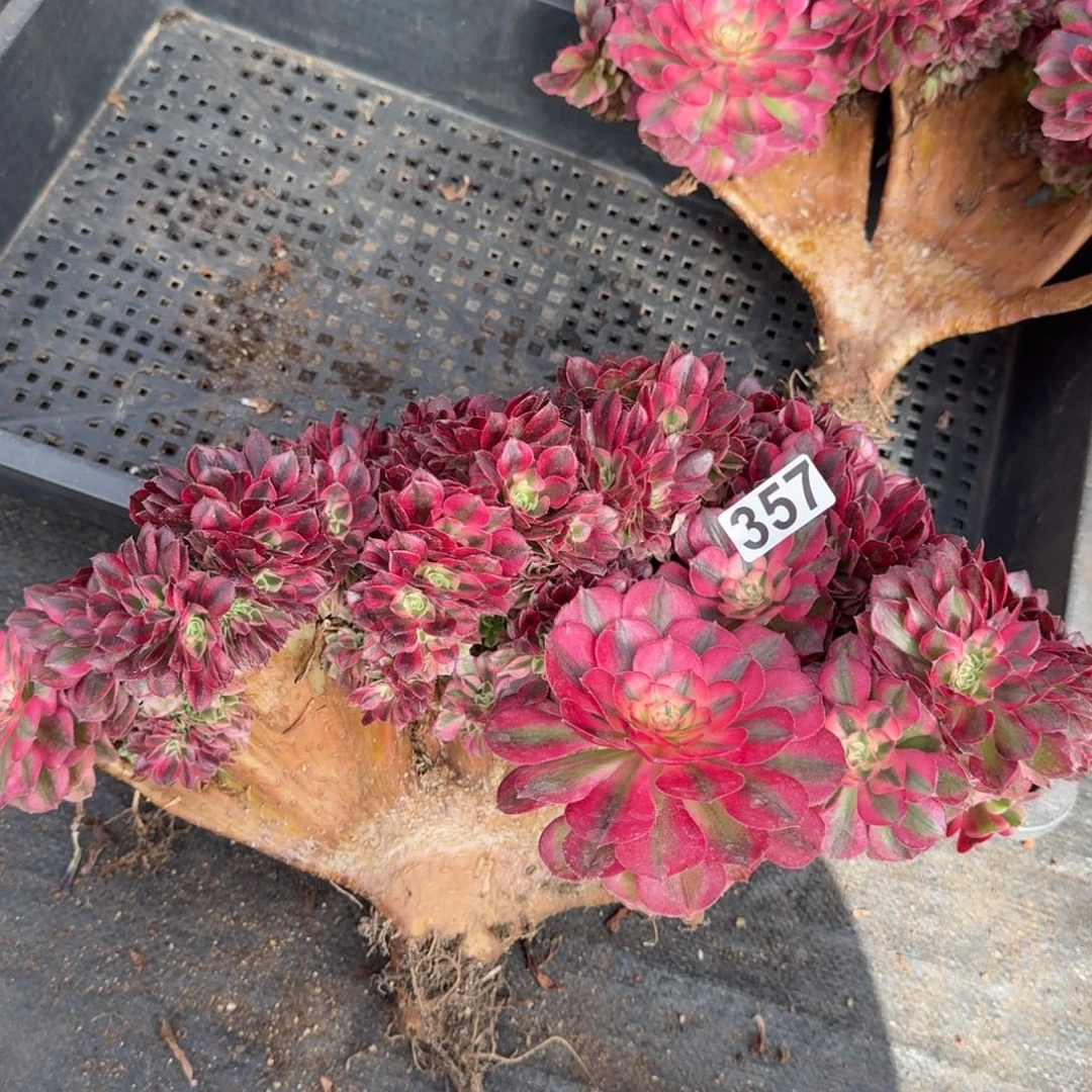 357多肉植物倾城缀有干伤特惠