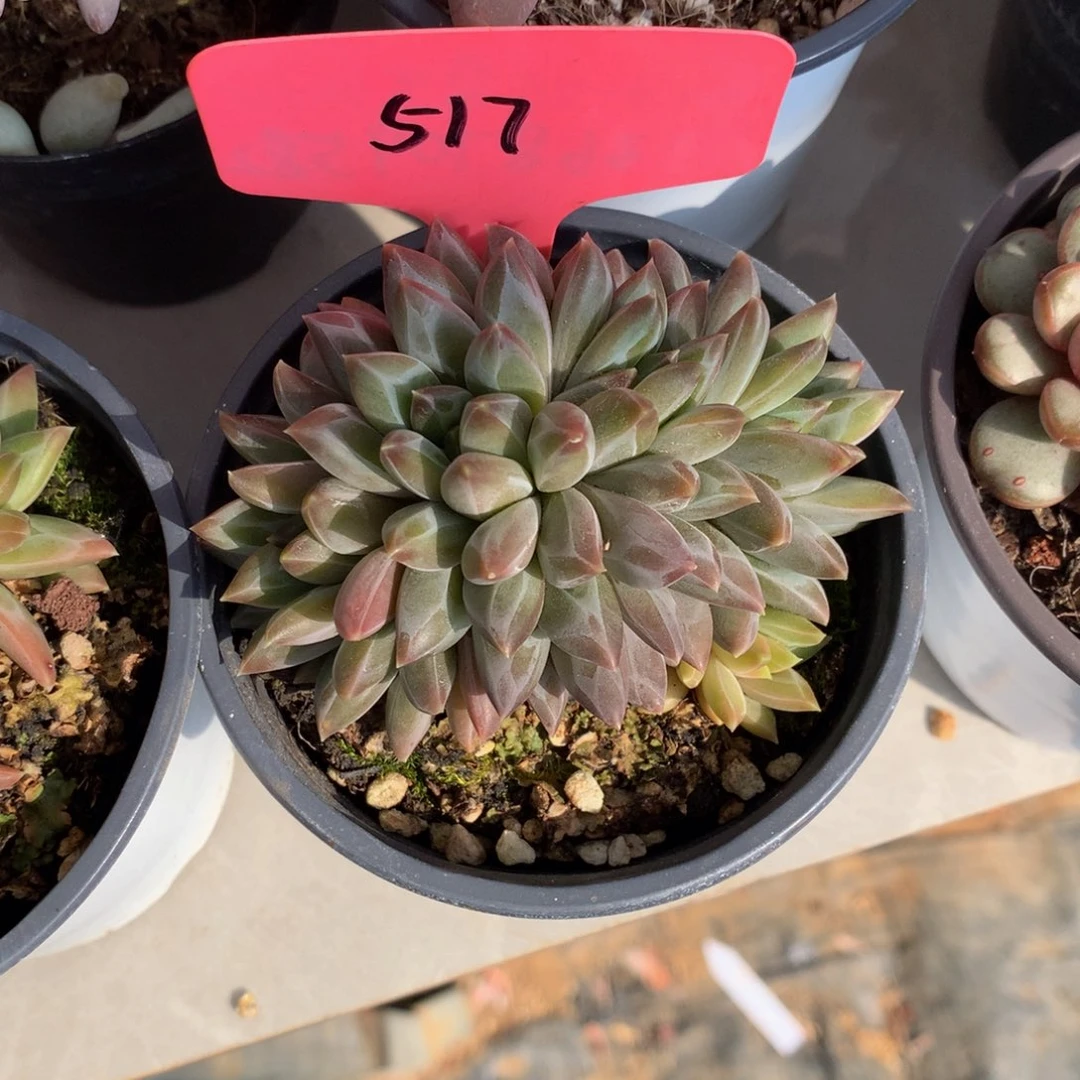 幻影美人62626262627