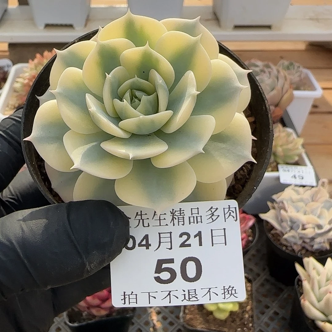 0421-50蓝色精灵锦