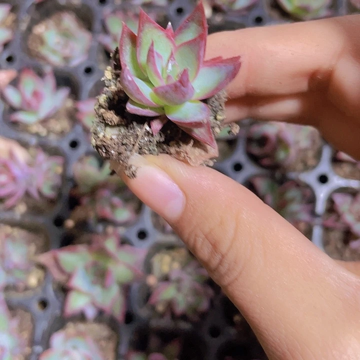 60精品惊鸿2颗一组