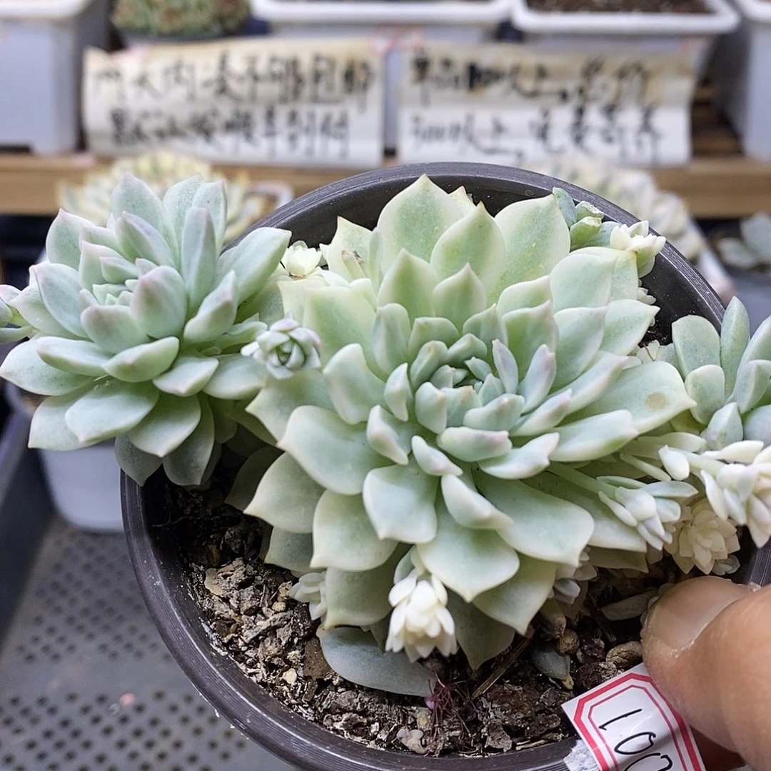 30100 粉蔓锦多肉