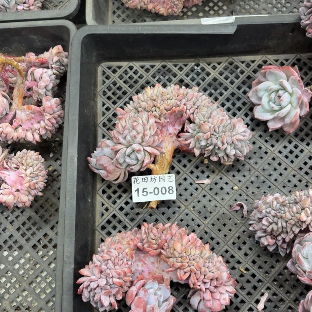 桐***715.008星影树缀一个