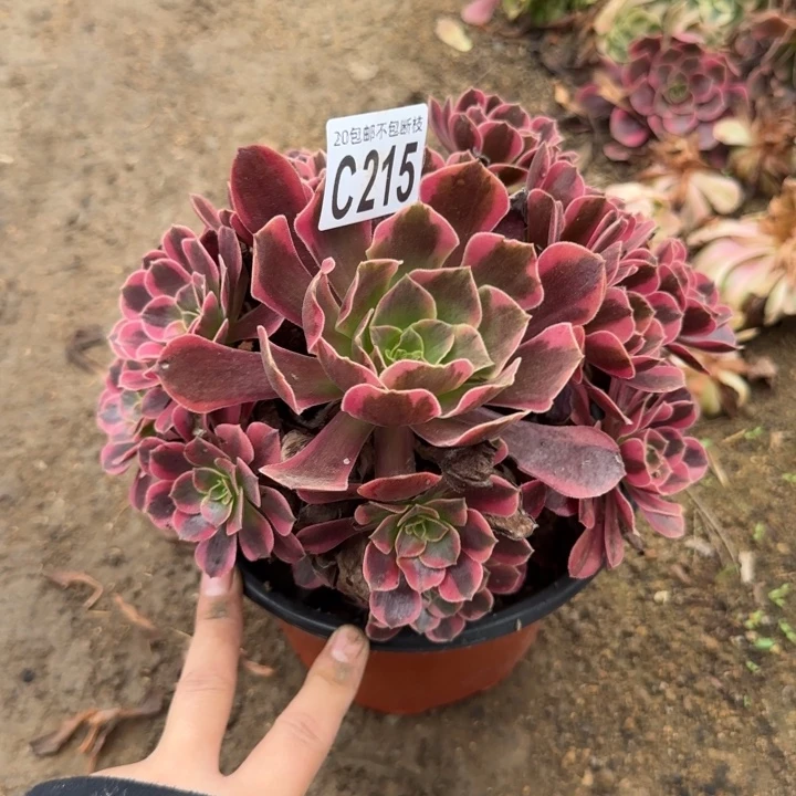 凤冠……多肉植物……