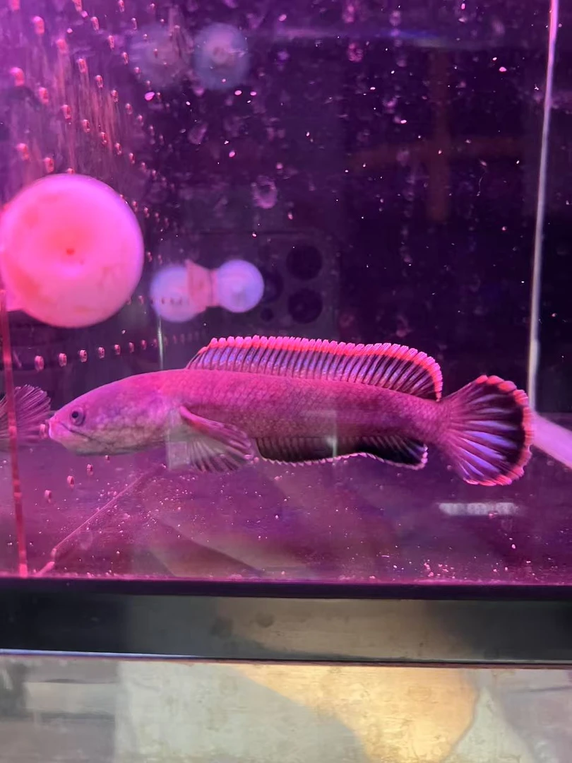 特价火背雷龙14公分左右