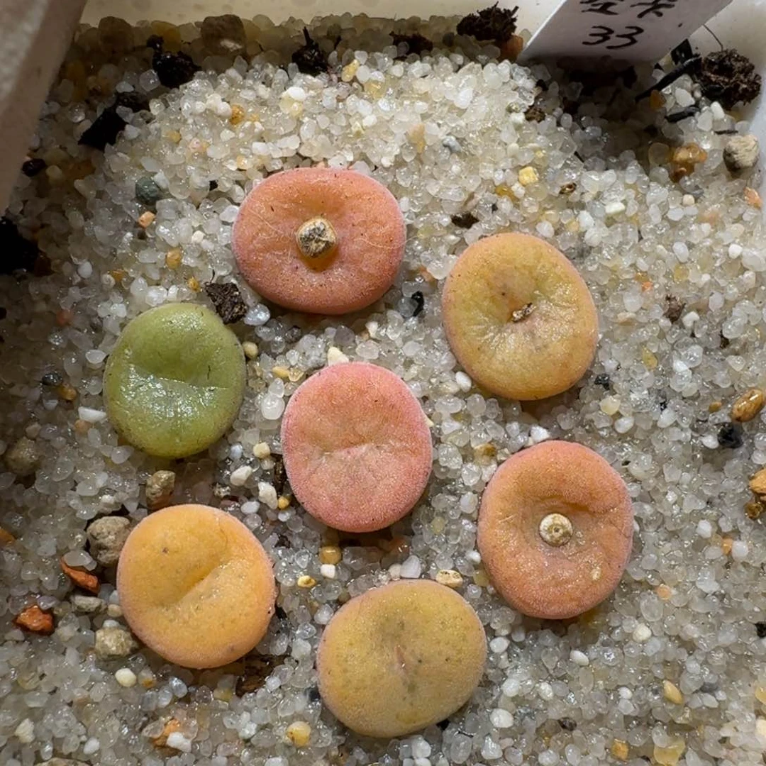 西**风0114-53空卡佛佛