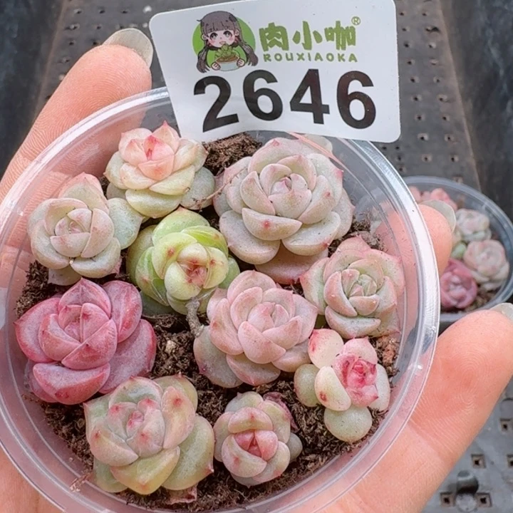 多肉植物多肉植物