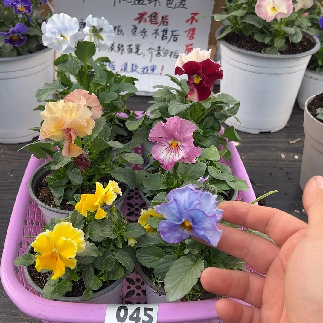 大部分花苞少量开放045号