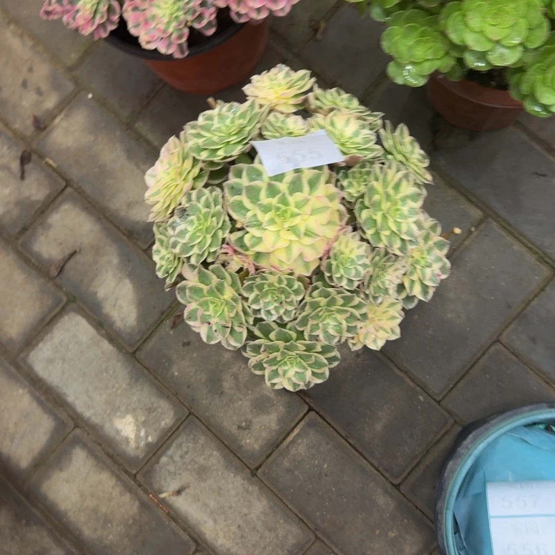 我***意多肉植物555粉玉芙蓉