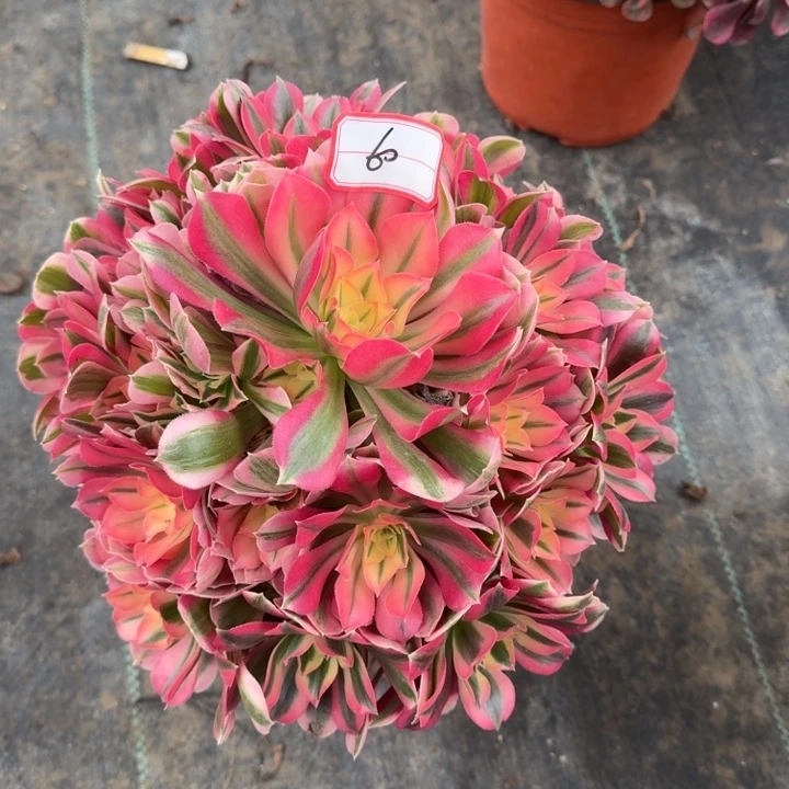 69号女巫法师植物