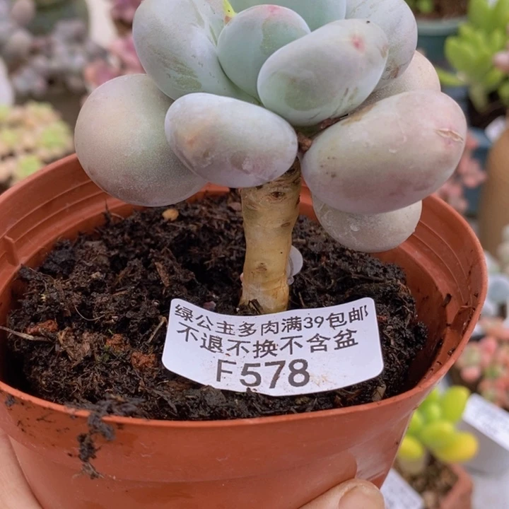 黄金大叶奶单头578多肉