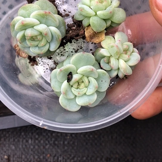 ′***°123纸鸢饭盒一组四颗