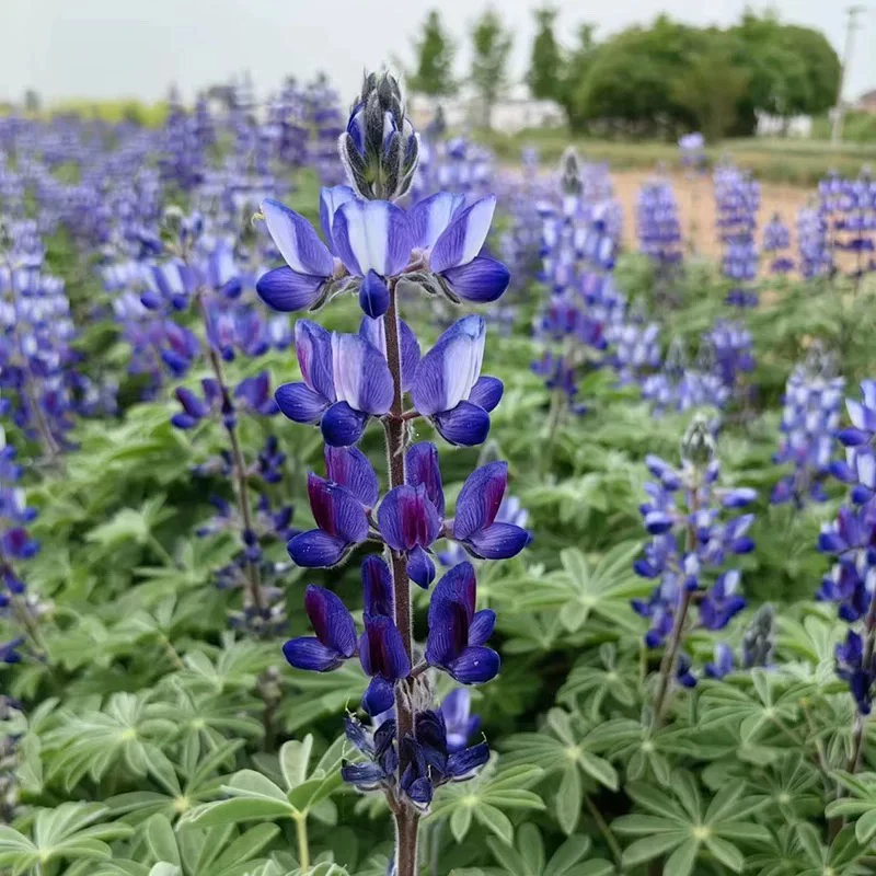 毛毛羽扇豆盆栽  耐寒品种 日式羽扇豆鲁冰花 不怕冷不怕冻宿根