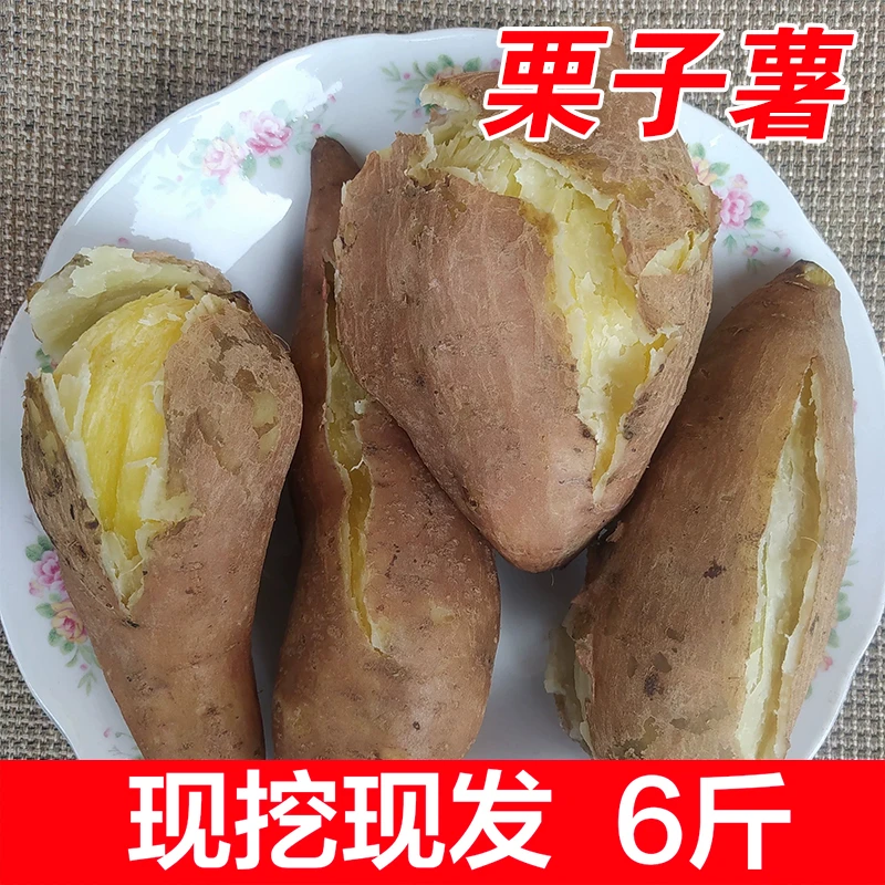 湛江吴川苏村番薯栗子薯农家自种现挖新鲜板栗薯