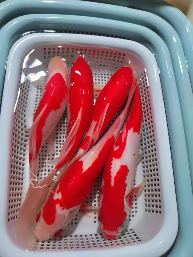 23号【素雅红白草金12-14cm5条装组合】冷水观赏鱼 包邮