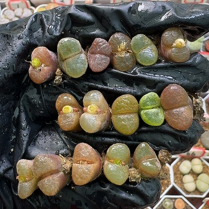 生石花111111。   236