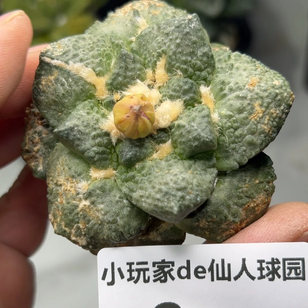 008 仙人球的牡丹啊