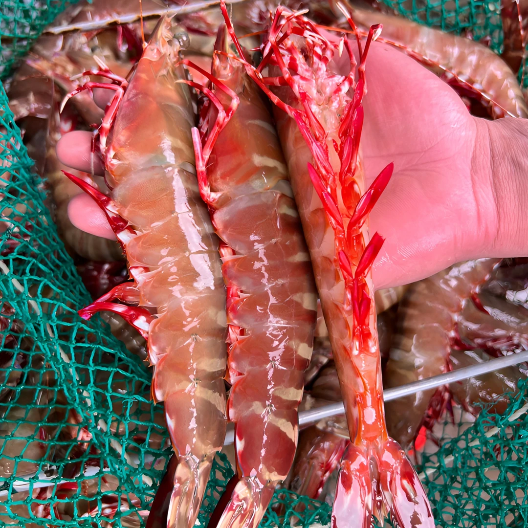 野生红爪虾【7-8左右/斤】部分带膏博贺渔港鬼虾酒楼宴席
