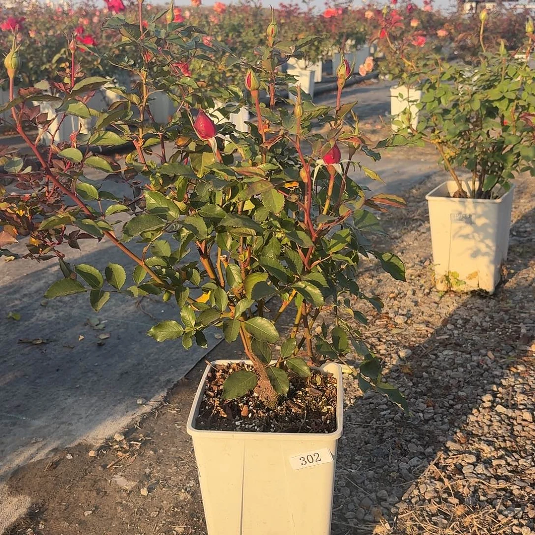 当前无花朵，栽培后可花朵302