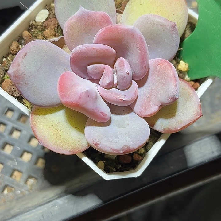 多肉植物奶茶变异2017