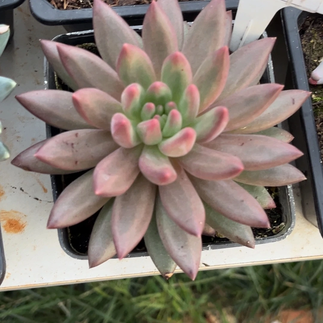虞美人多肉植物310