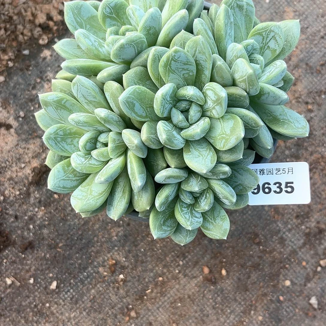 阿雅园艺。   9635百达翡翠