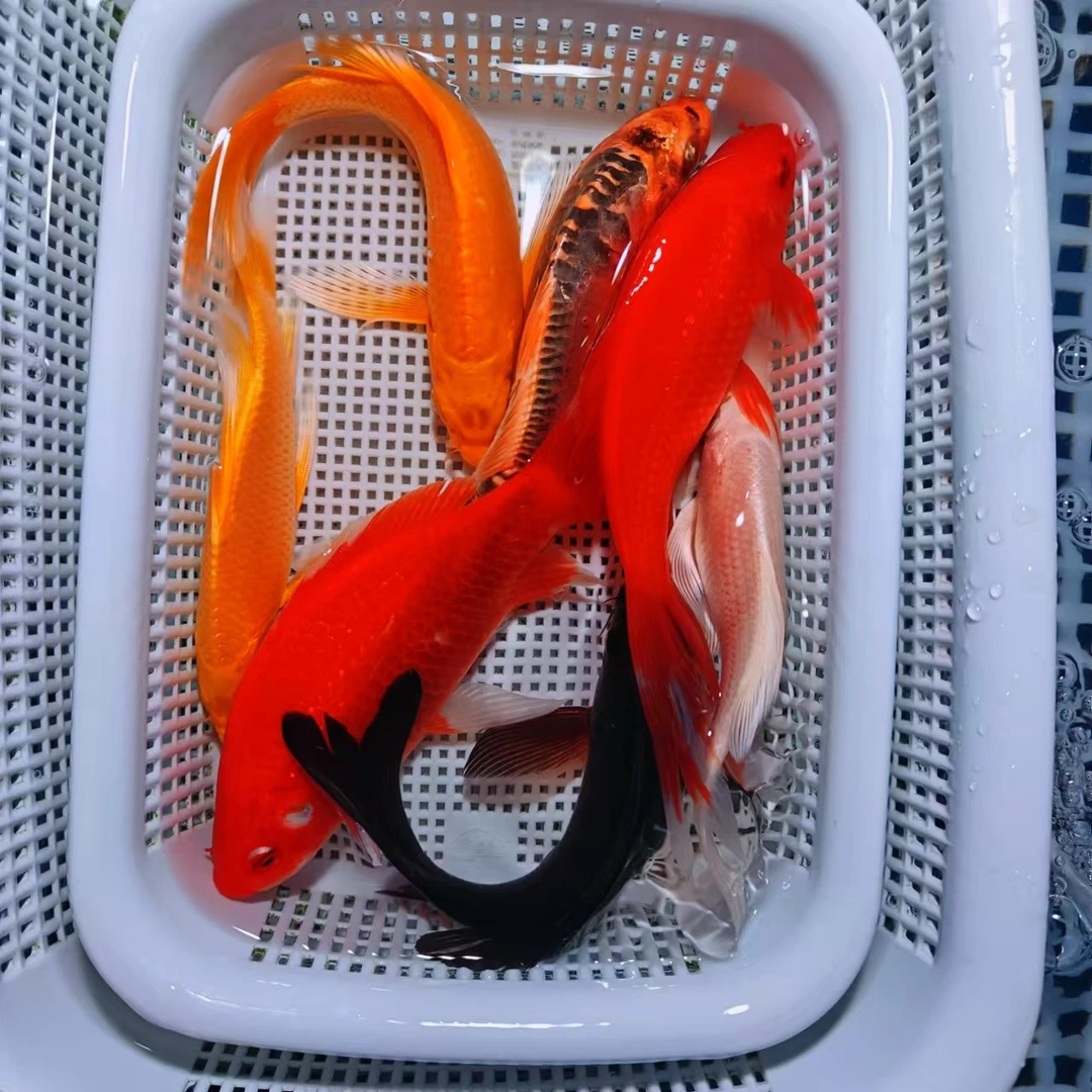 【包邮7条】10-13cm  黄+白+红草+黑+龙系 颜色混搭 观赏鱼 锦鲤