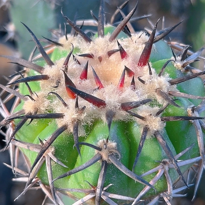 印加圆盘。  福利款。苗接。