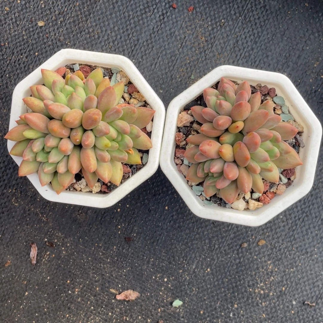 红蜻蜓两个一组清台子