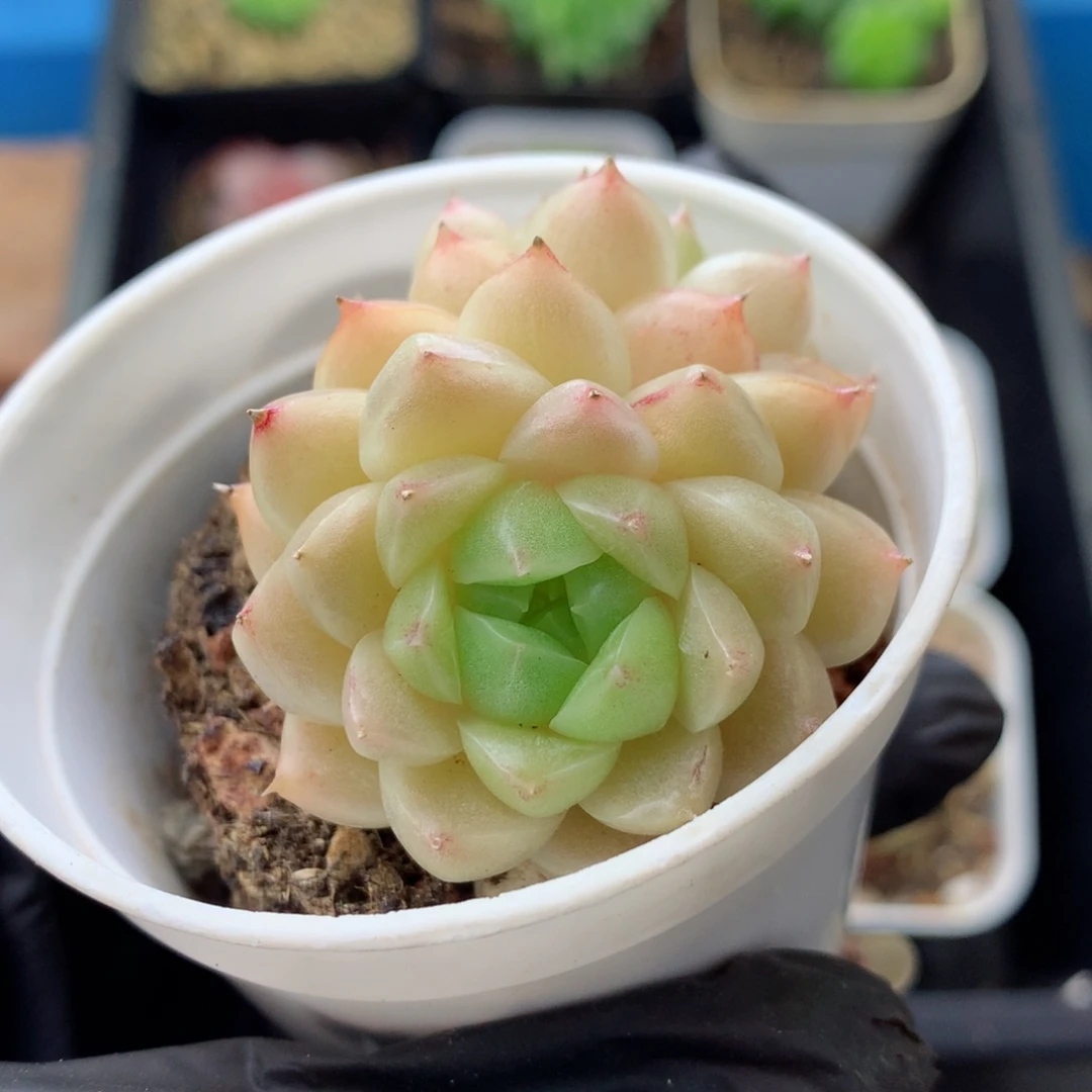 58包邮  群生不包整 麦秆177