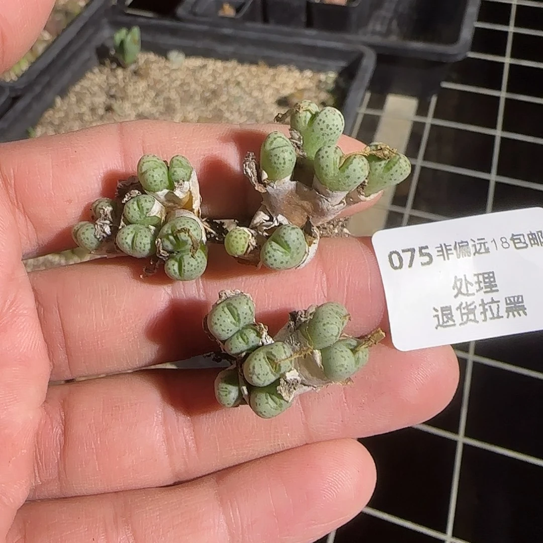 075号，斑马一组，超值， 18包邮