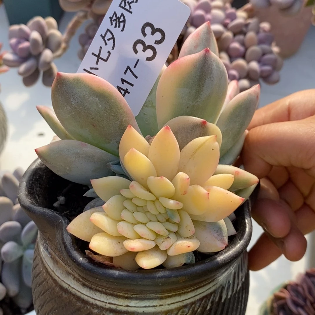 汐****）小七夕多肉橙梦露锦缀33