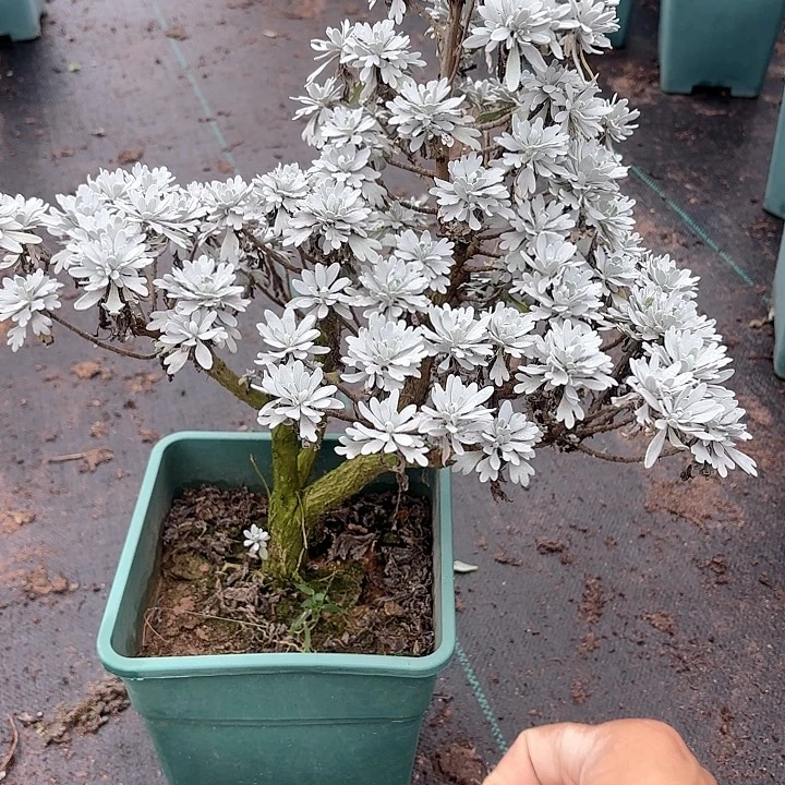 用***4无花朵带土球发货